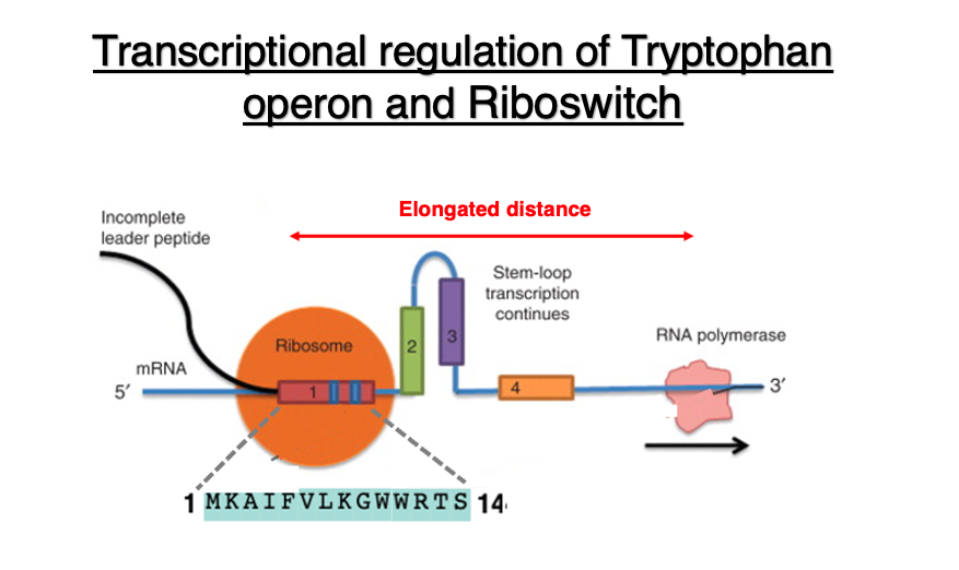 Transcriptional regulation of Tryptophan operon and Riboswitch
